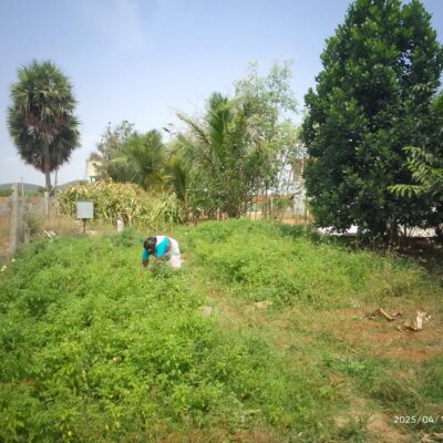 COLLECTIVE FARMING 2025