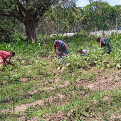 COLLECTIVE FARMING 2025