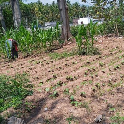 COLLECTIVE FARMING 2025